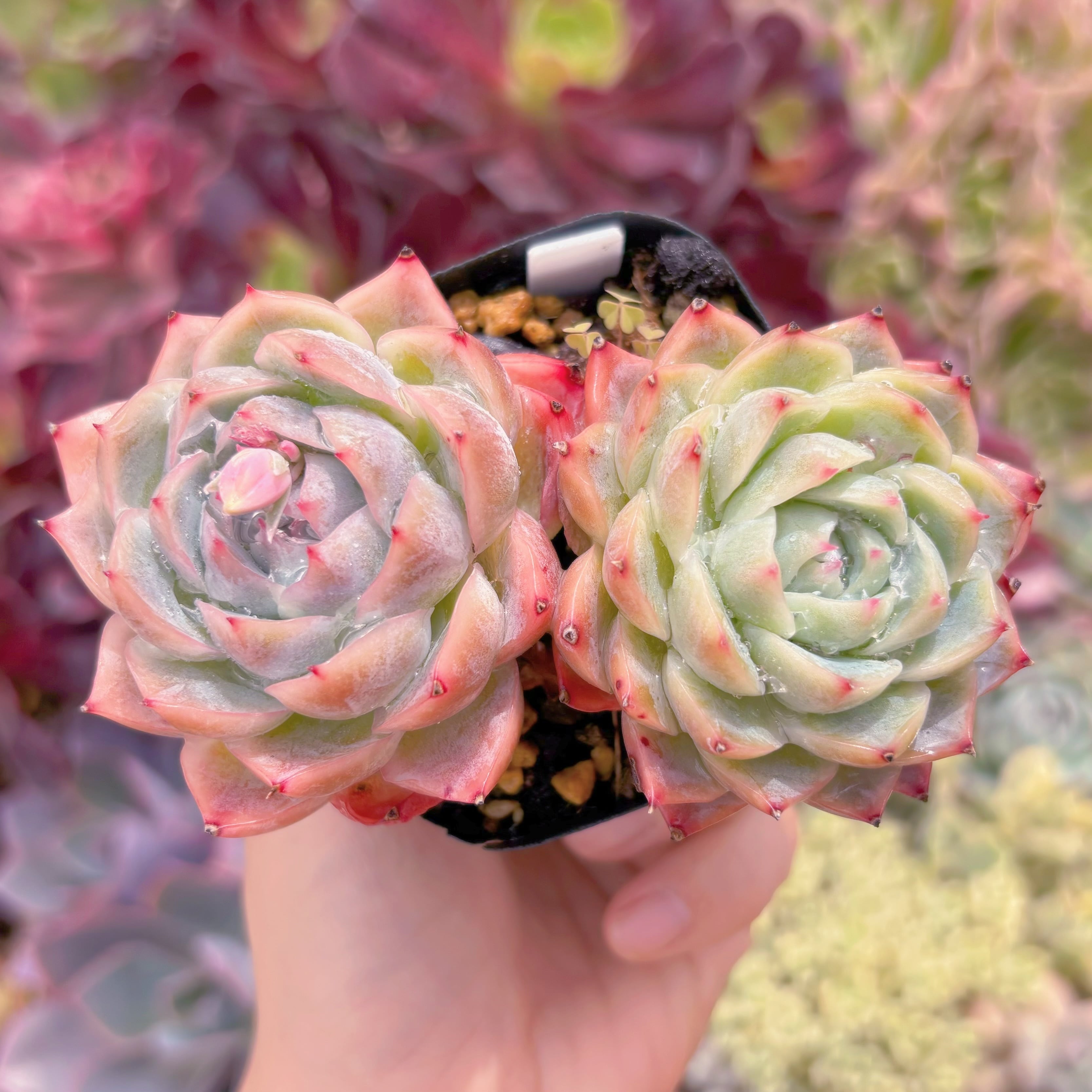 現品　孤星#093   るる農園