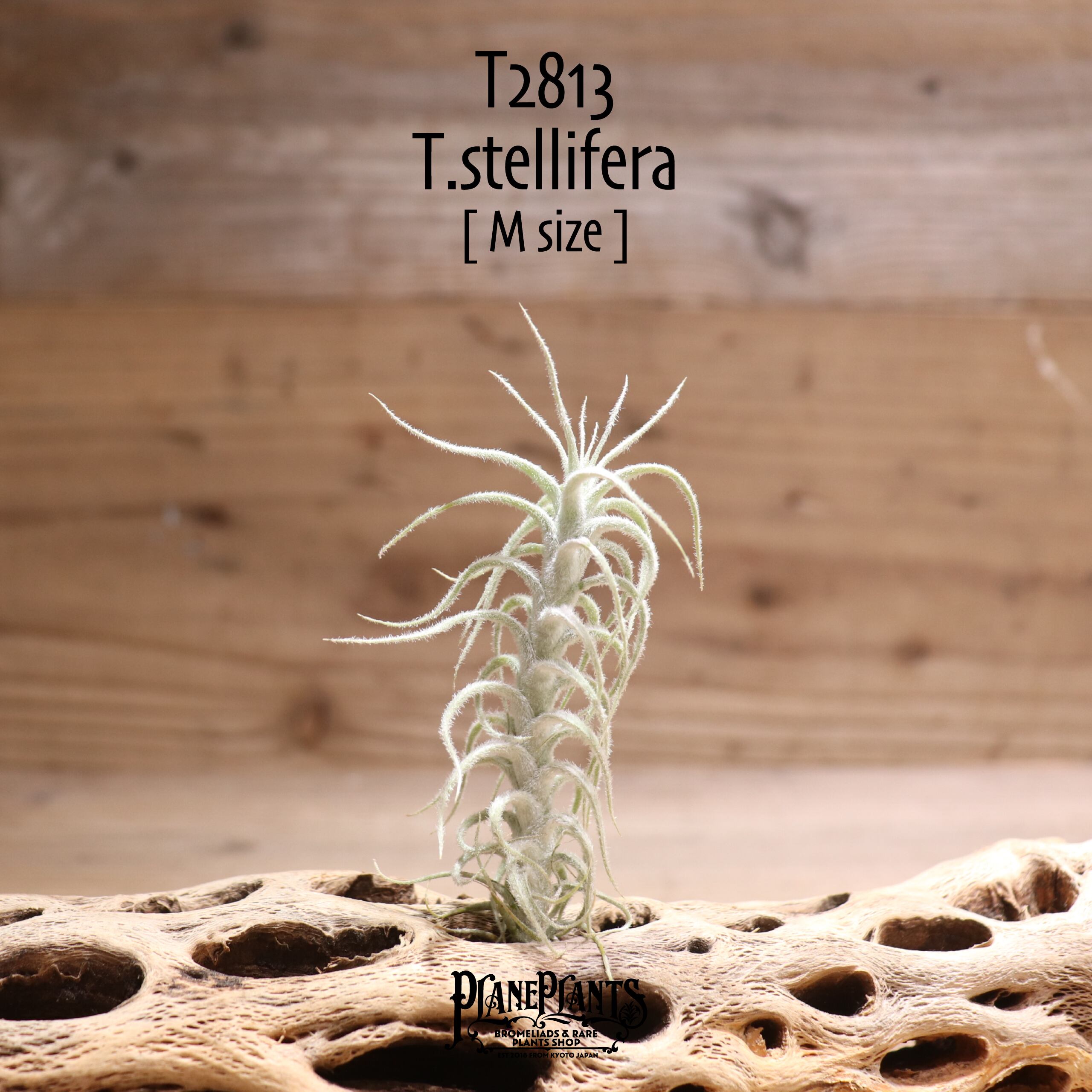【送料無料】ステリフェラ〔エアプランツ〕現品発送T2813