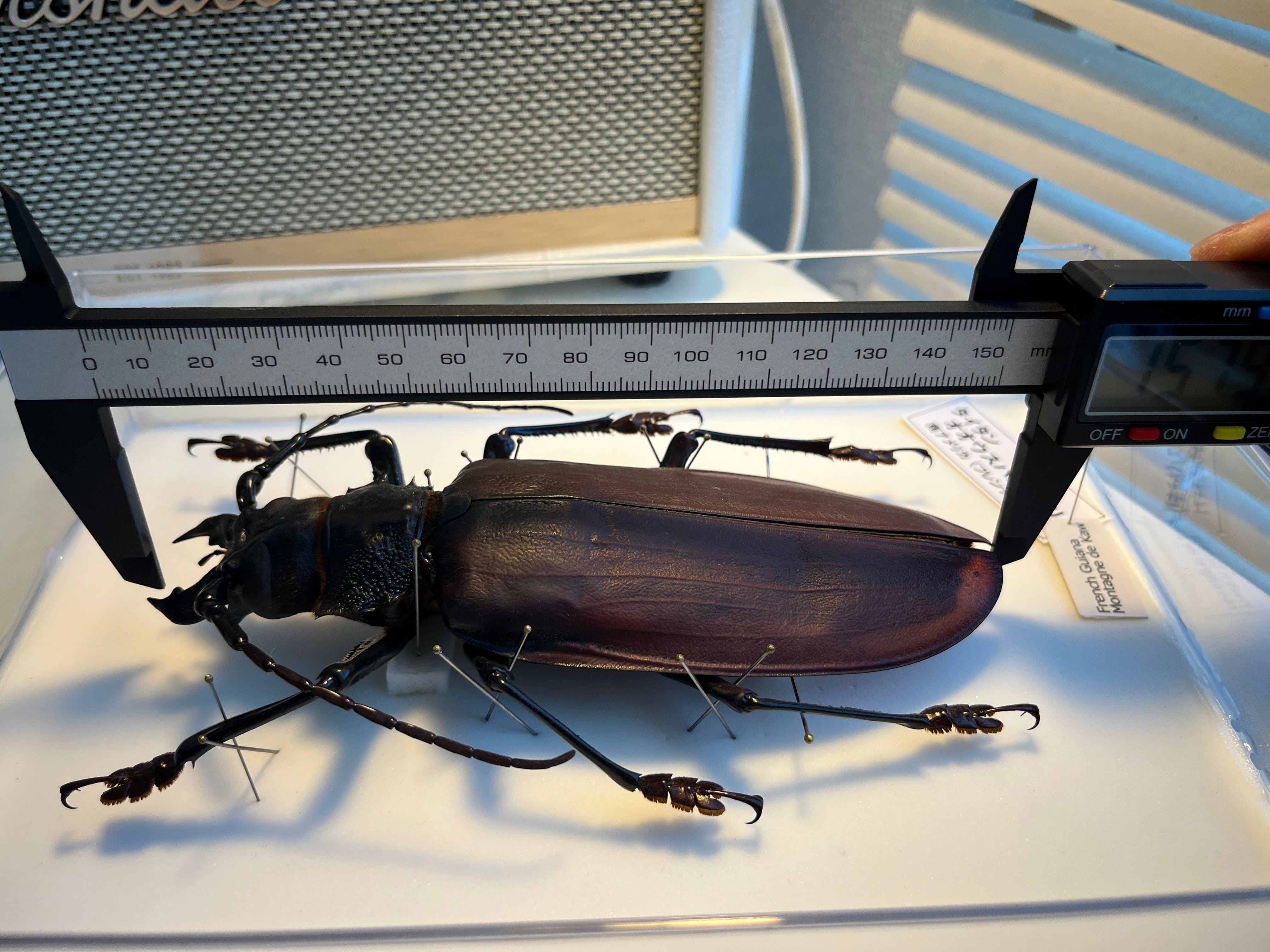 158mm】タイタンオオウスバカミキリ カブトムシクワガタハナムグリ