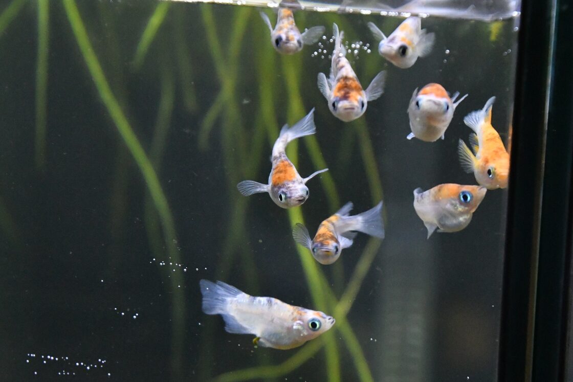 雲州三色ダルマ上物 メダカ若魚 #メダカ 改良メダカ 雲州三色ダルマ 若 