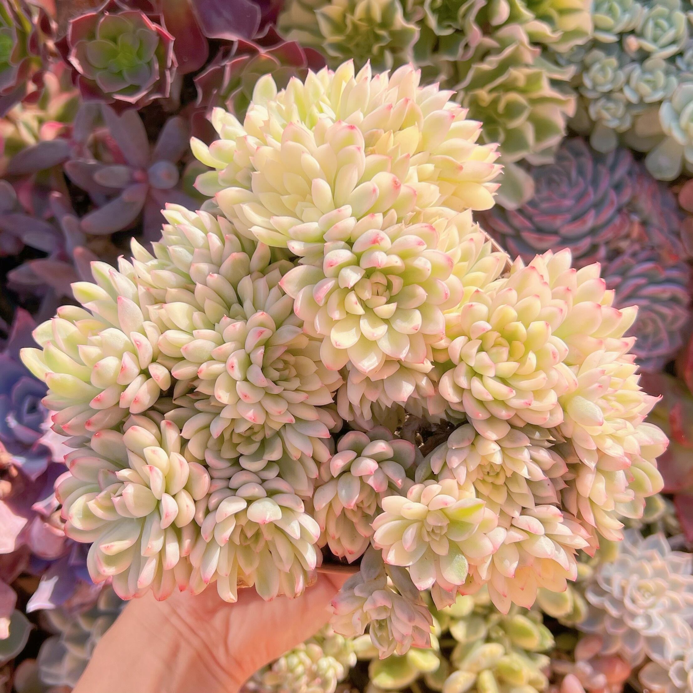 現品　女雛錦#2025　新入荷　レア特特大群生18cm　るる農園