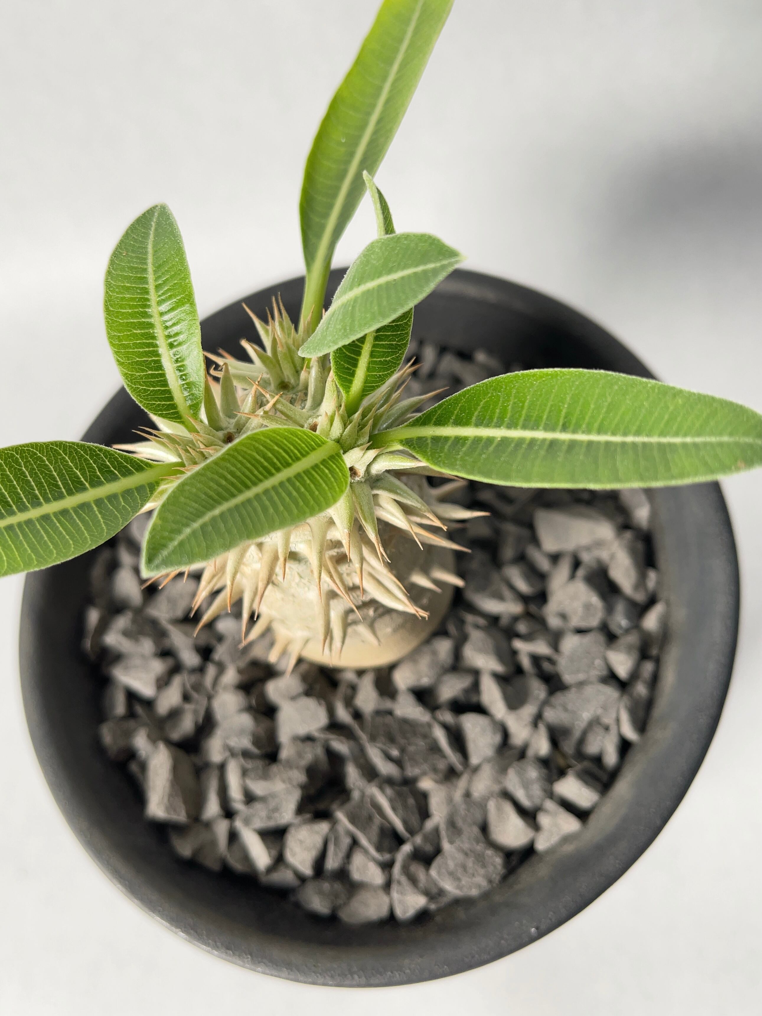 大株　パキポディウム 恵比寿大黒 パキポディウム：恵比寿大黒（実生大株）3.5号鉢23-01 の通販