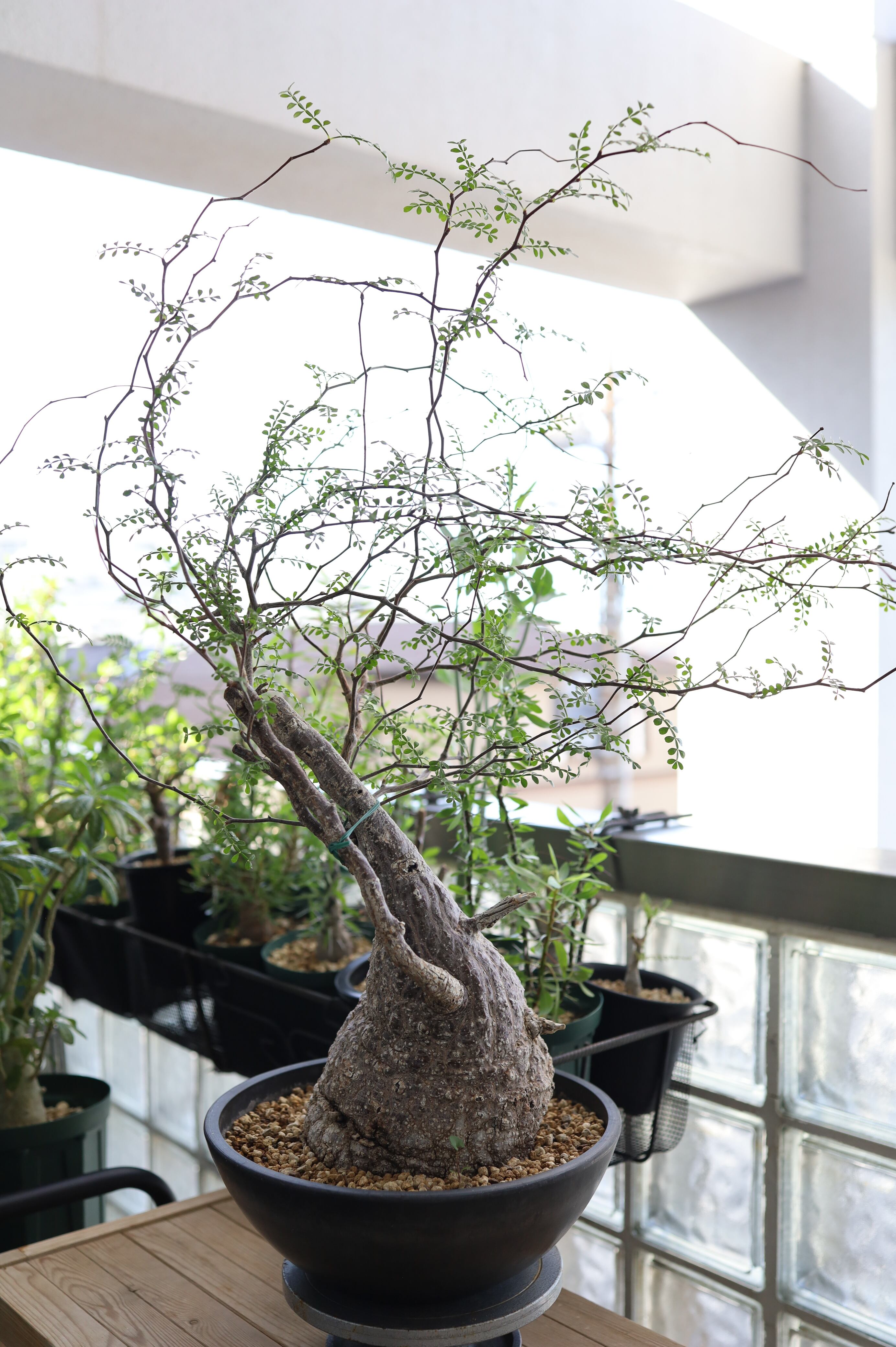 オペルクリカリア・パキプス | Operculicarya pachypus _001 | SAVVY