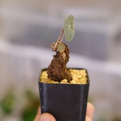 Stephania kaweesakii / ステファニア カウィーサキ㊼/ 観葉植物