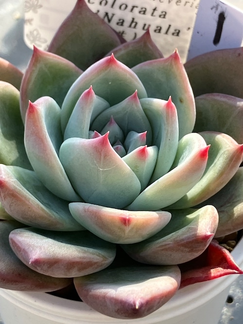 【現物商品】コロラータ ナウアラ 実生 ①