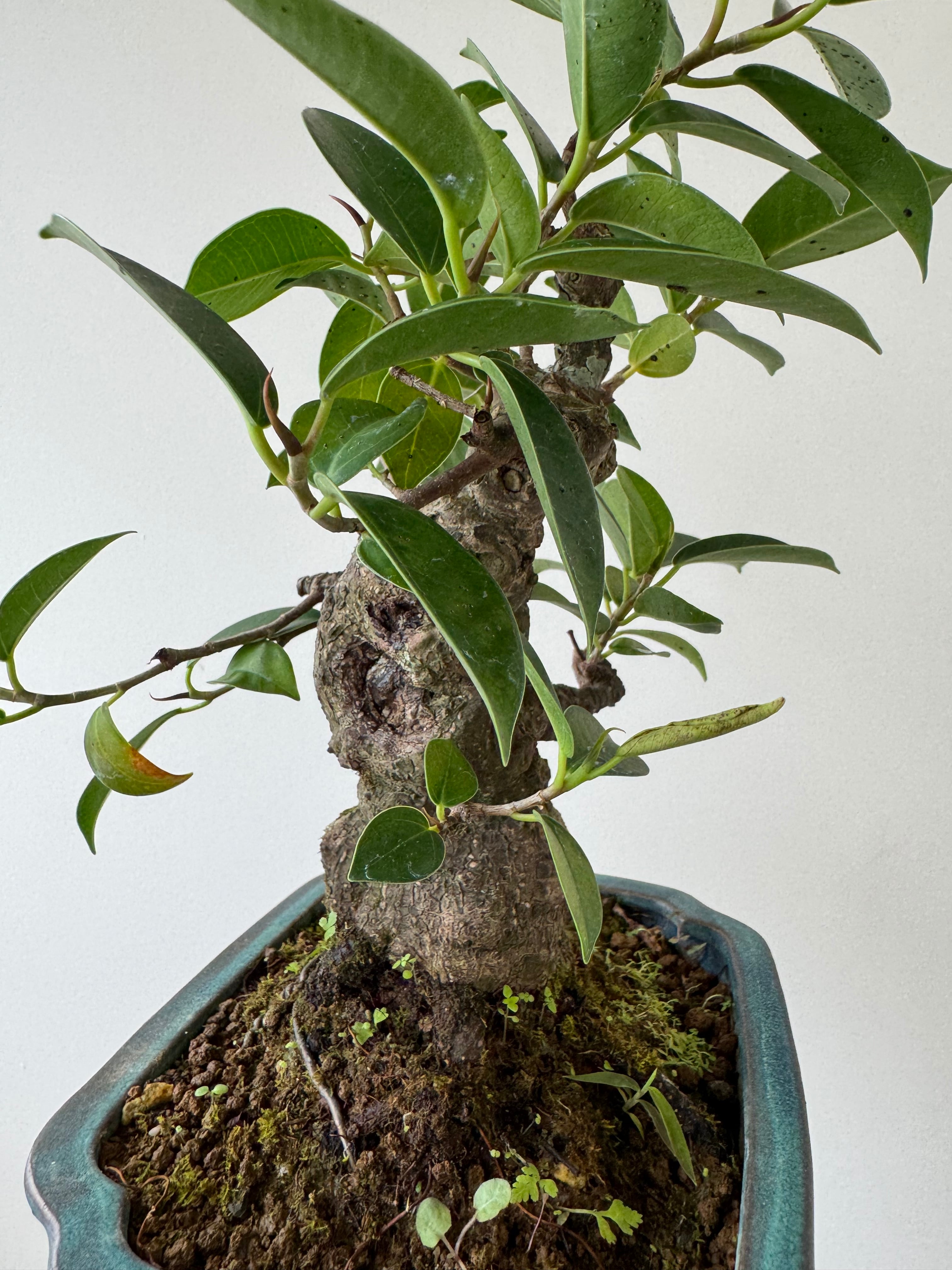琉球盆栽】Ficus microcarpa【古木ガジュマル】 | 青坊主-aobouzu-