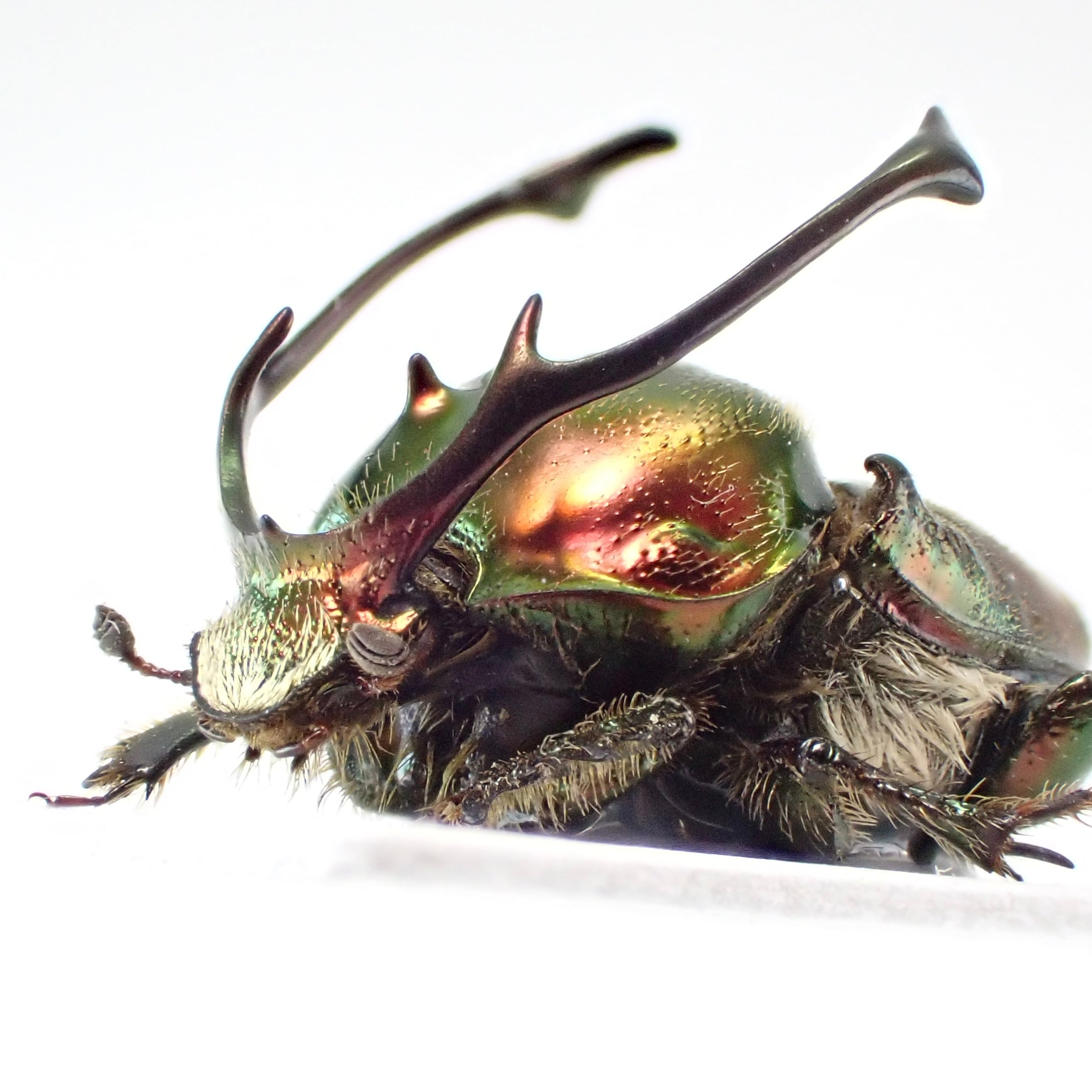 エンマコガネの仲間 | 昆虫標本 Diggers & Rollers