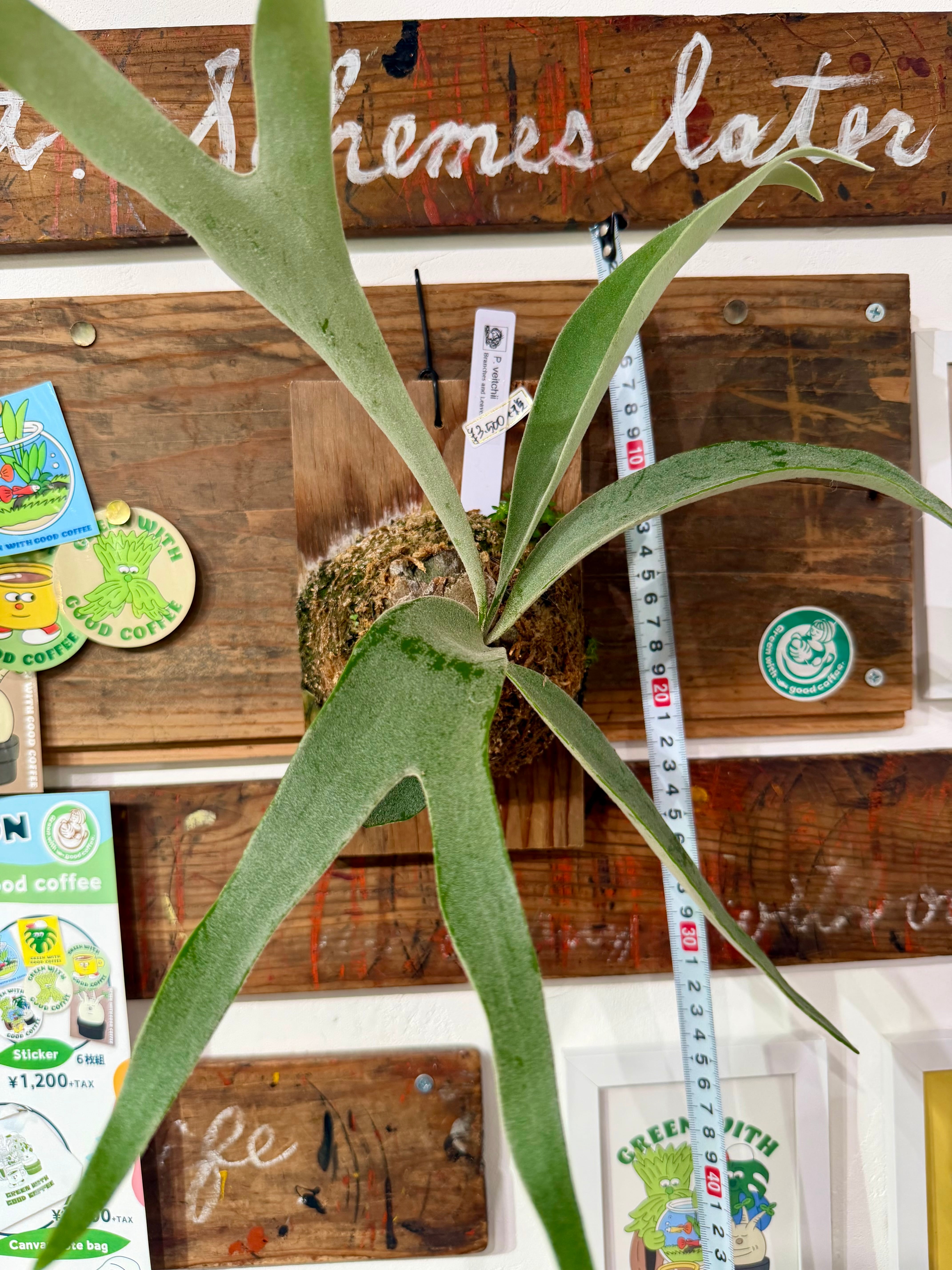 8【ビカクシダ】ベイチー veitchii 大人気植物！写真の現物を配送し