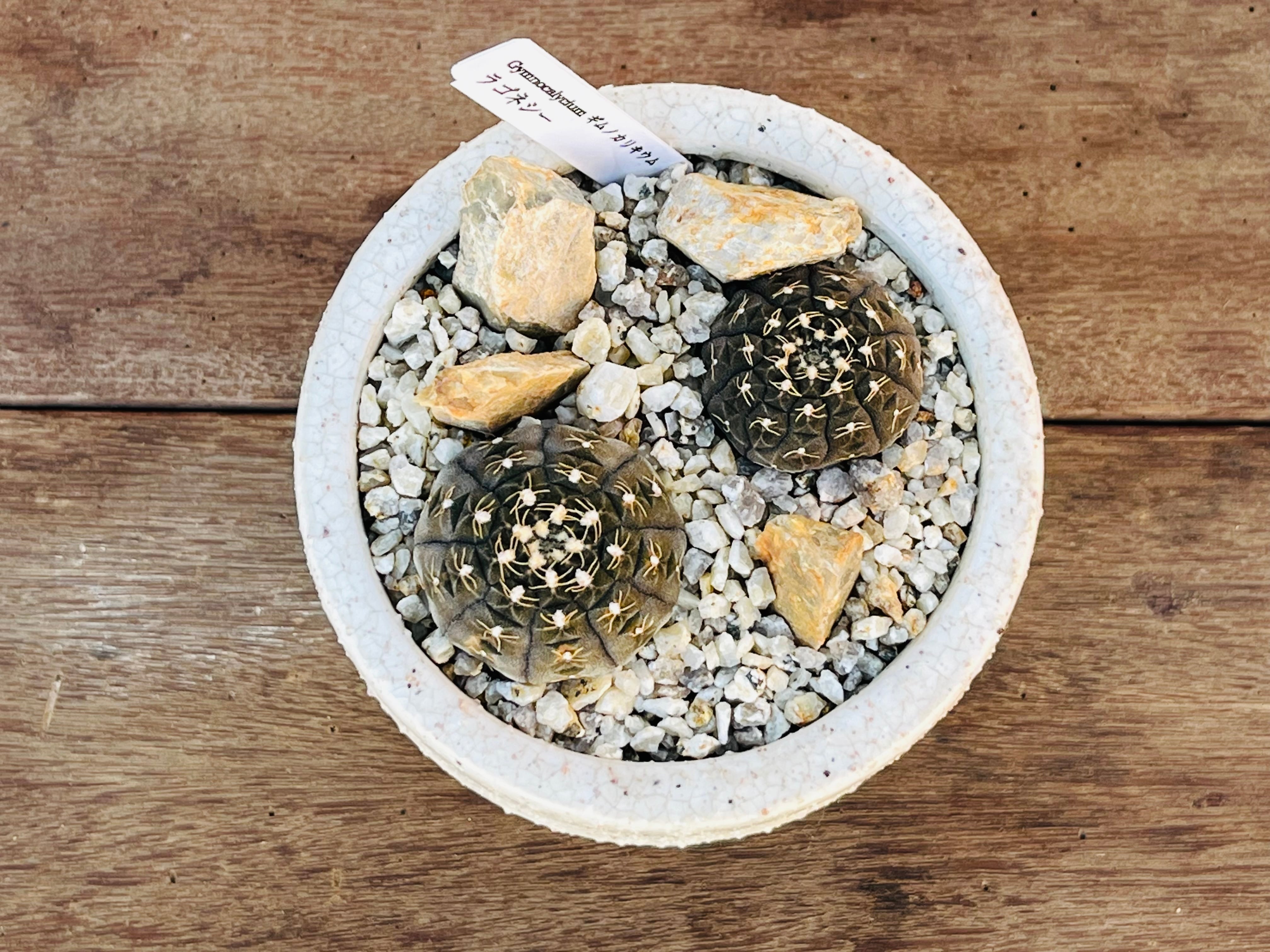 Gymnocalycium ragonesei ギムノカリキュウム ラゴネシー サボテン