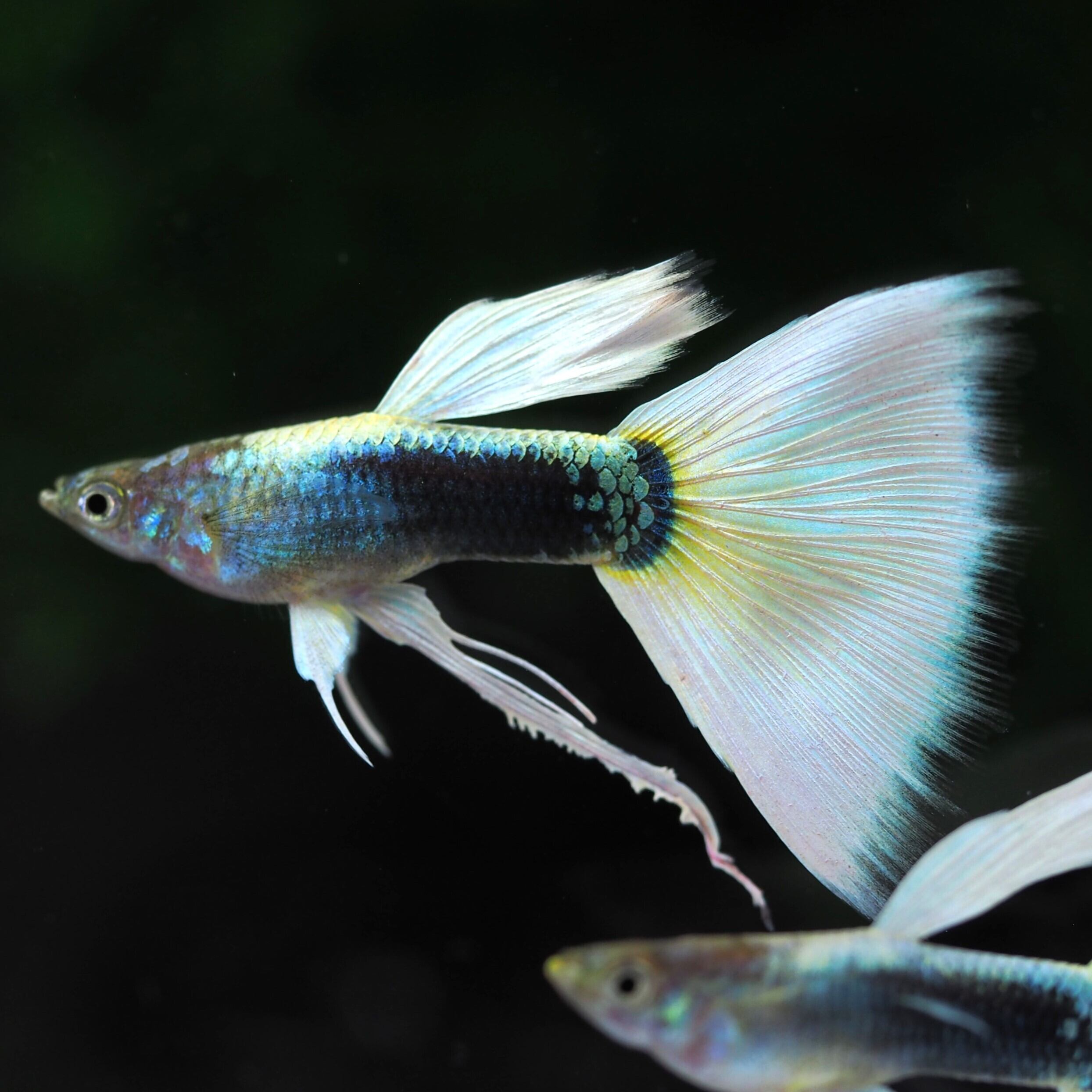 グッピー 10✖️2 NO.1 アクアリウムグッピー 【鮮美郷めだか】