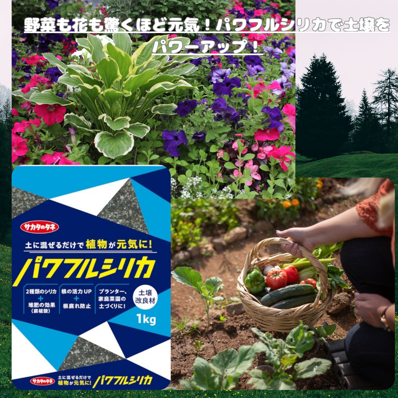 パワフルシリカ 1Kg 土壌改良材 サカタのタネ ダブルシリカ 有機腐植酸