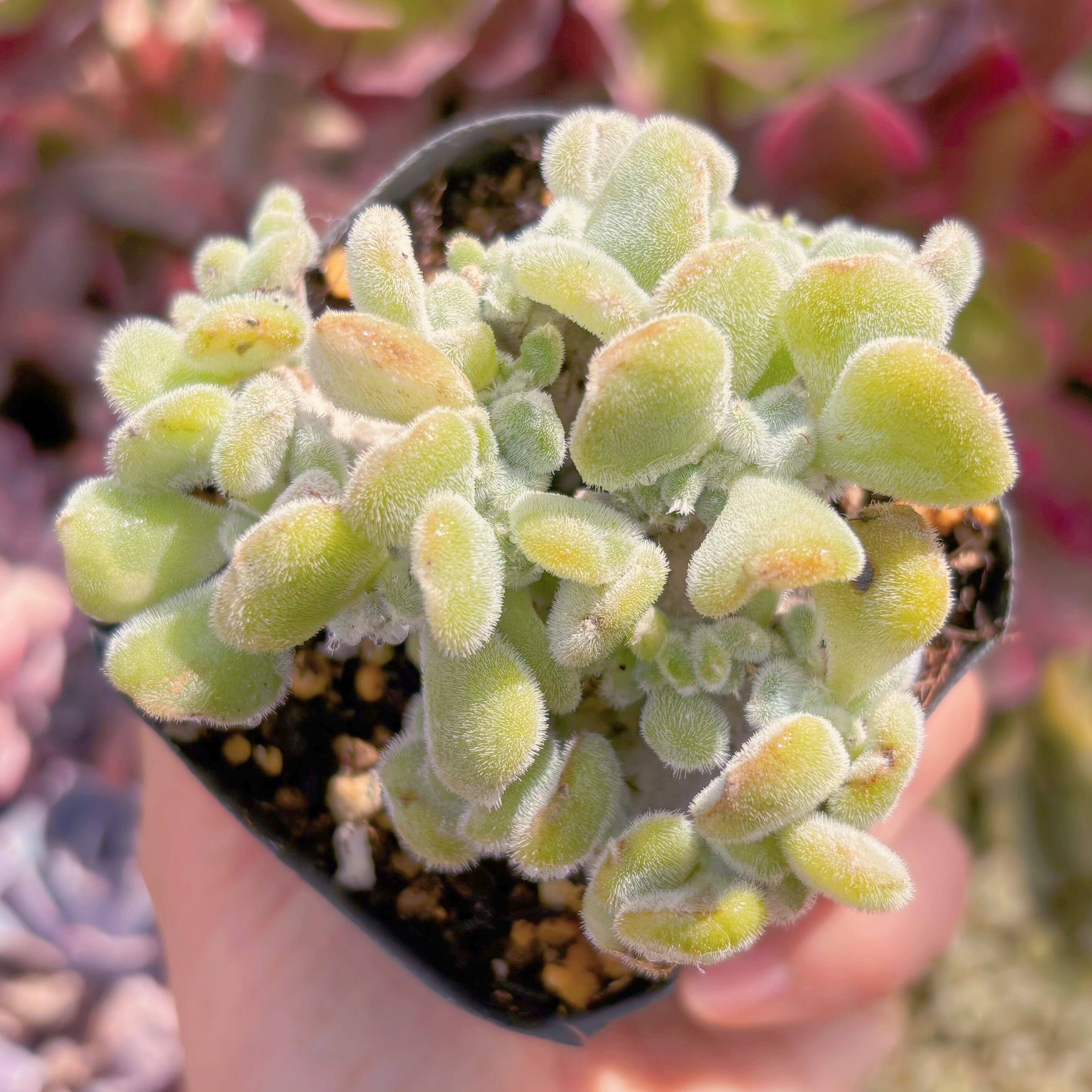 現品　雪錦星#268　るる農園