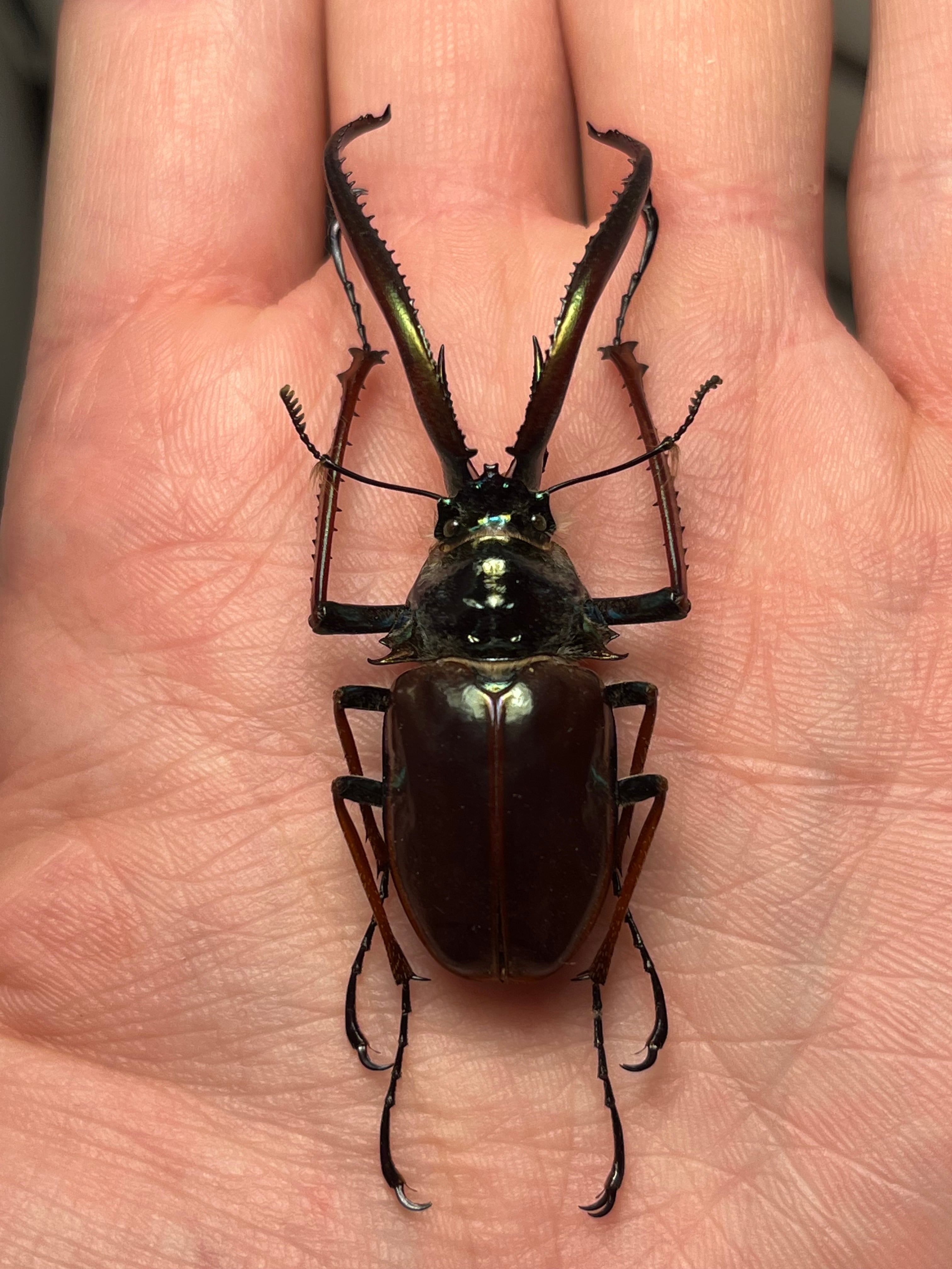 PARATYPE】ホロメタリクスチリクワガタ 56mm シワバネクワガタ
