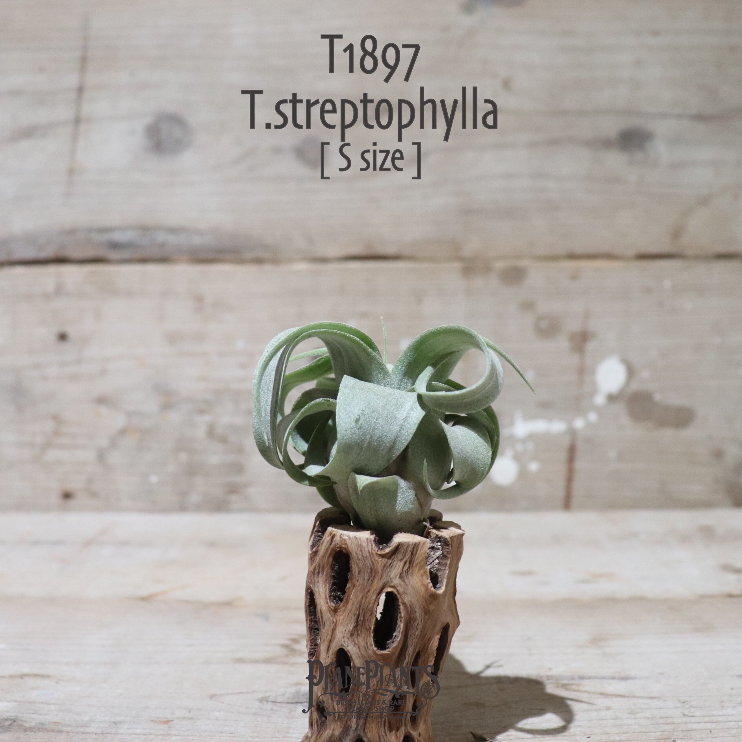 【送料無料】ストレプトフィラ S〔エアプランツ〕現品発送T1897