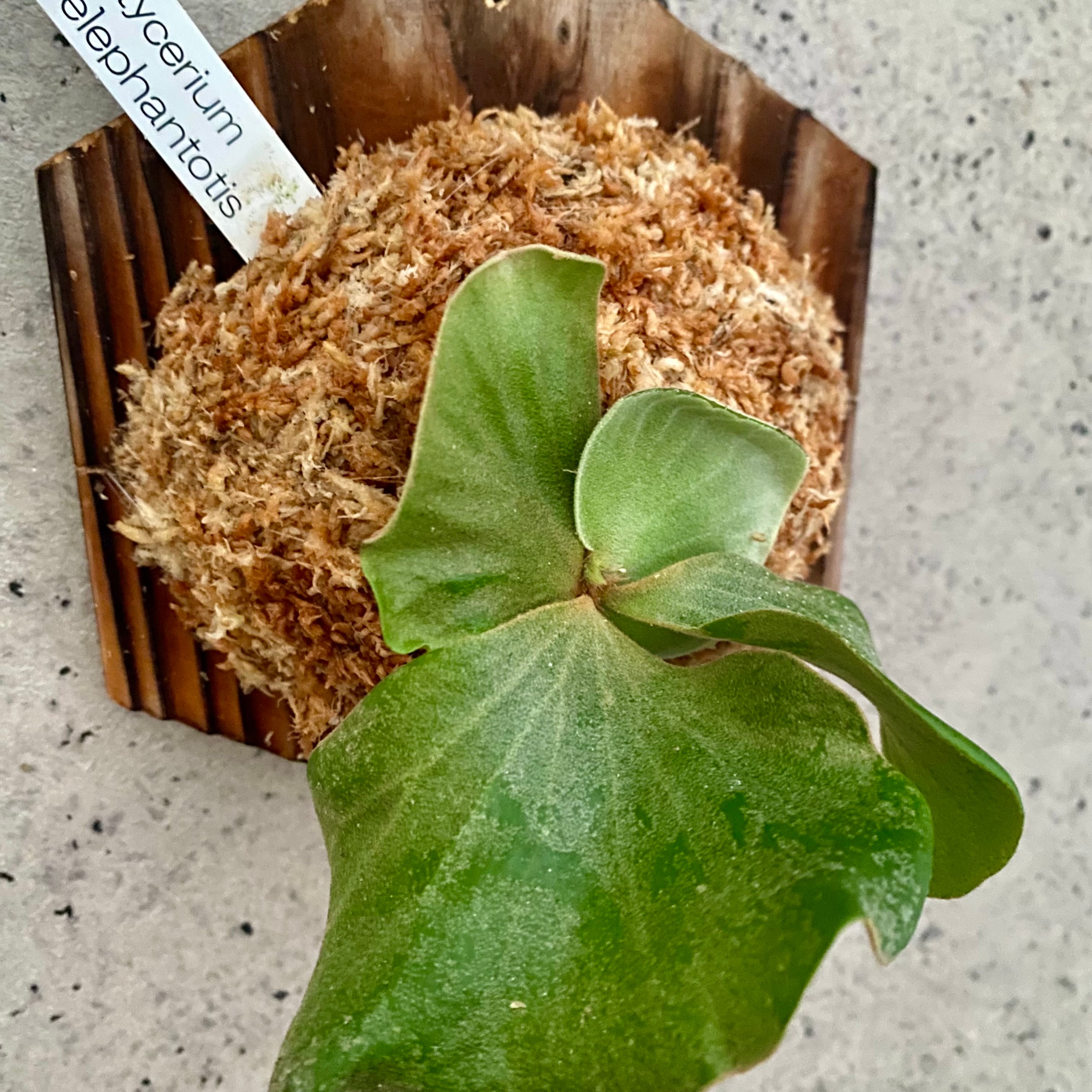 ビカクシダ 2株セット 専用 ビカクシダ | Planet Plants プラネット