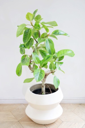 【L】【渋谷区周辺エリア/配送料無料】【88cm】フィカス アルテシマ/Ficus Altissima　※鉢カバー別