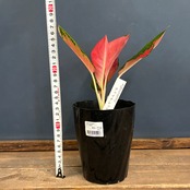 アグラオネマ チャイナレッド【789】