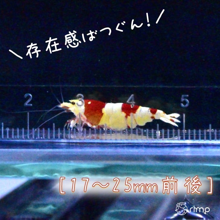 ジャンボ血統】レッドビーシュリンプ 20匹 + 死着補償2匹 | rimp