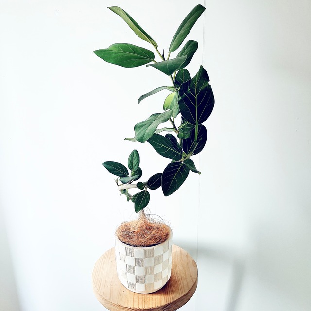 フィカス ベンガレンシス 曲がり 上品で洗練されたインテリアグリーン【calm cafe】