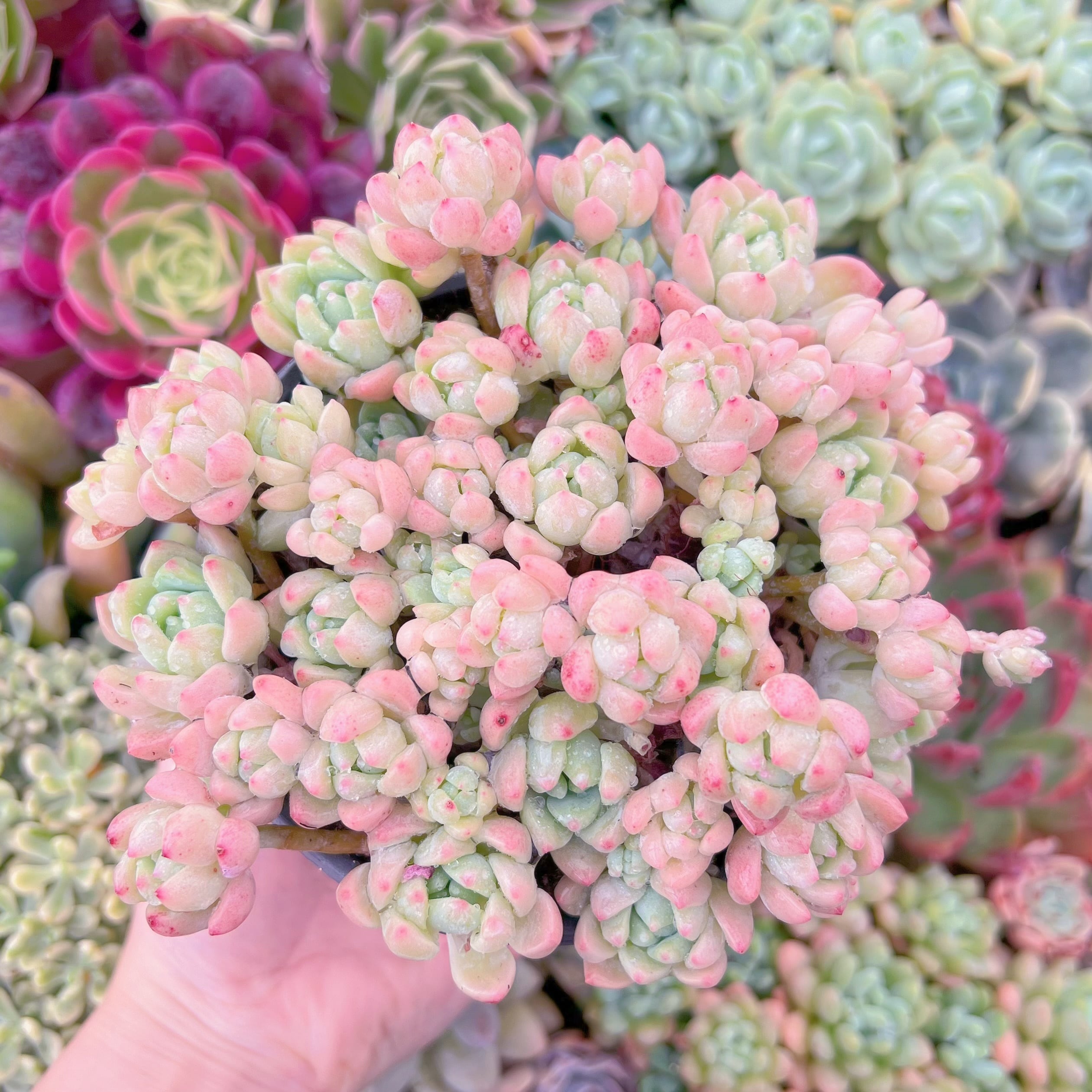 現品　プロリフェラxラウル#667　大群生　るる農園