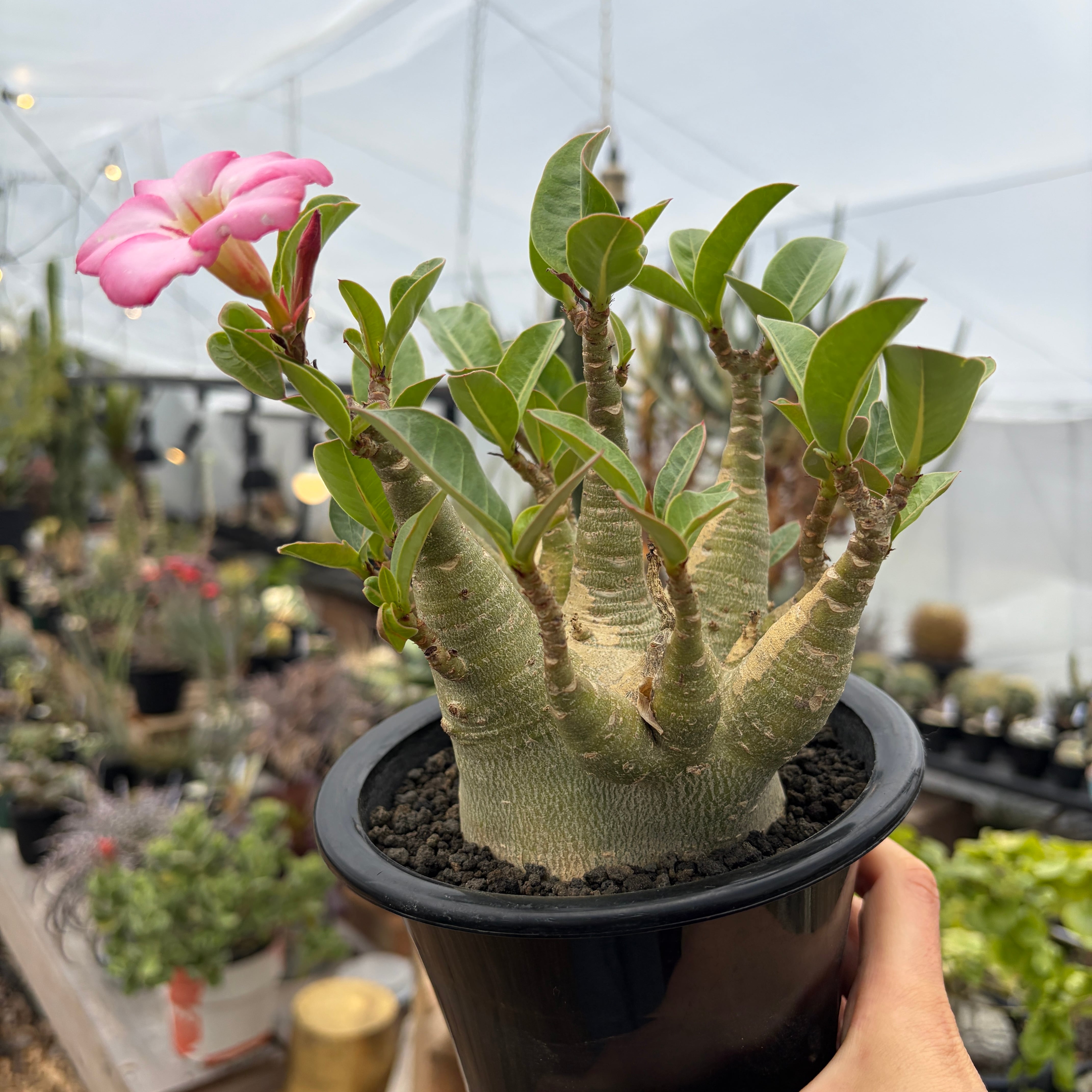 Adenium arabicum 