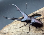 《メタリフェルホソアカ亜種フィナエ パープル系 66.5mm ペア》