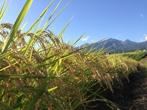 八ヶ岳山のカエル米　１０kg（　７分づき  / 玄米　）