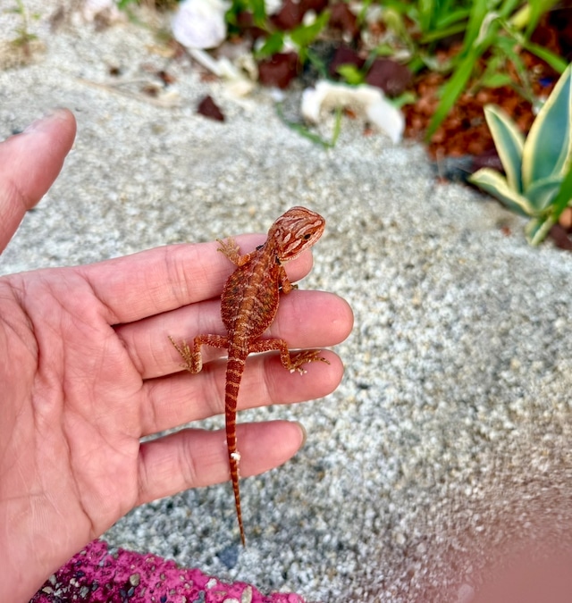 フトアゴヒゲトカゲ・ダークレッドトランス❶