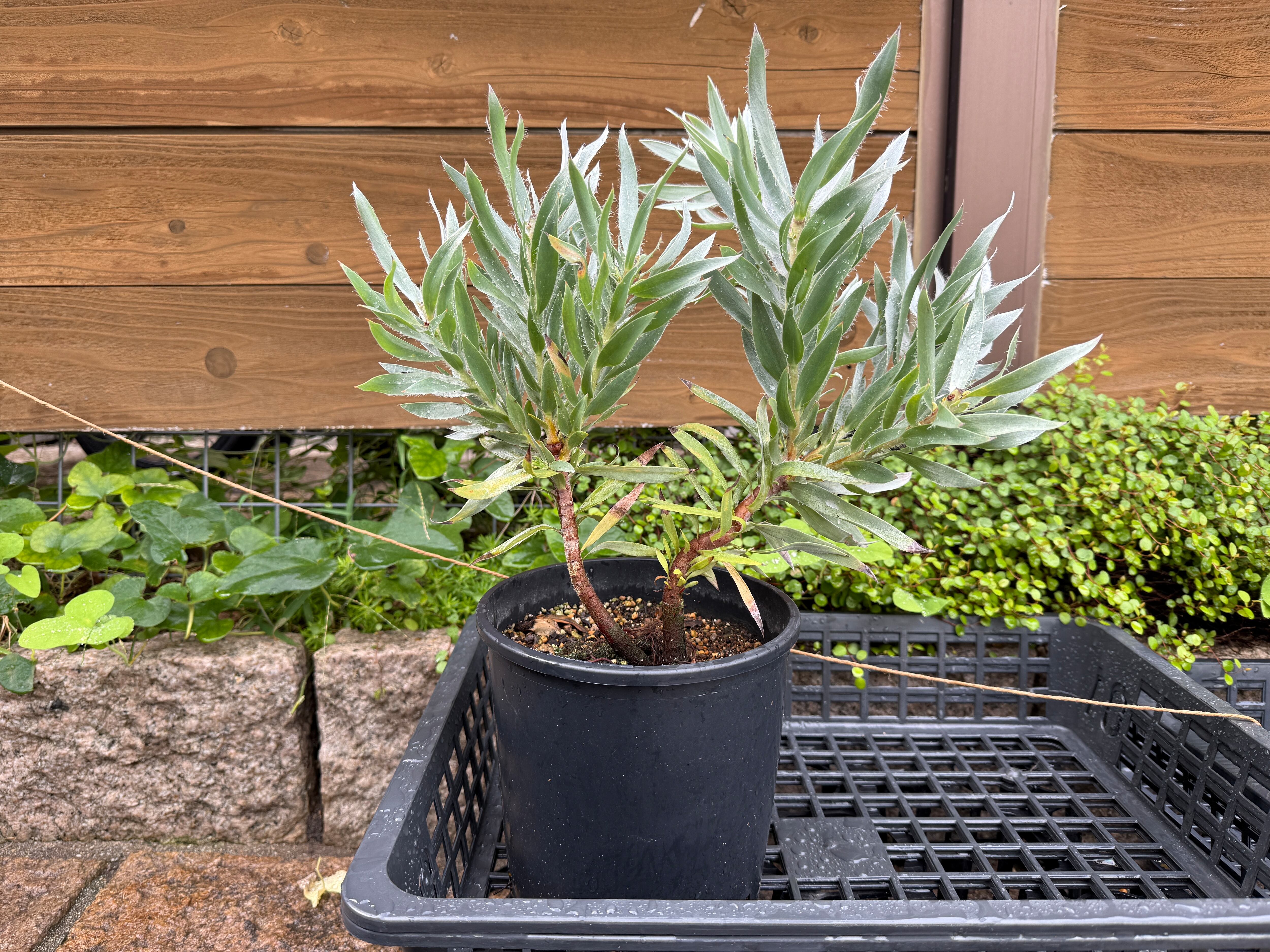 <専用> 佐藤様 専用