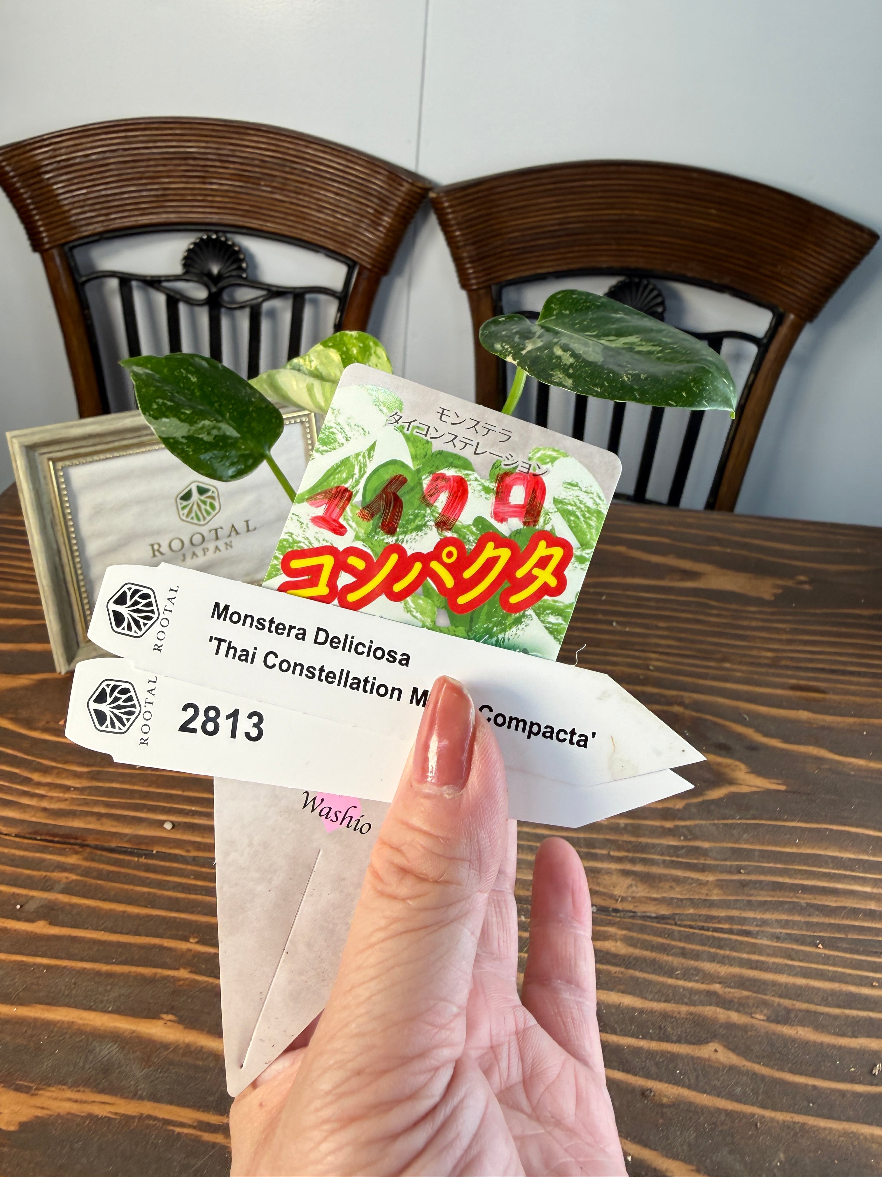 ★2813【コンパクタの最上級】モンステラ タイコンステレーションマイクロコンパクタ(3.5号硬質ポット)