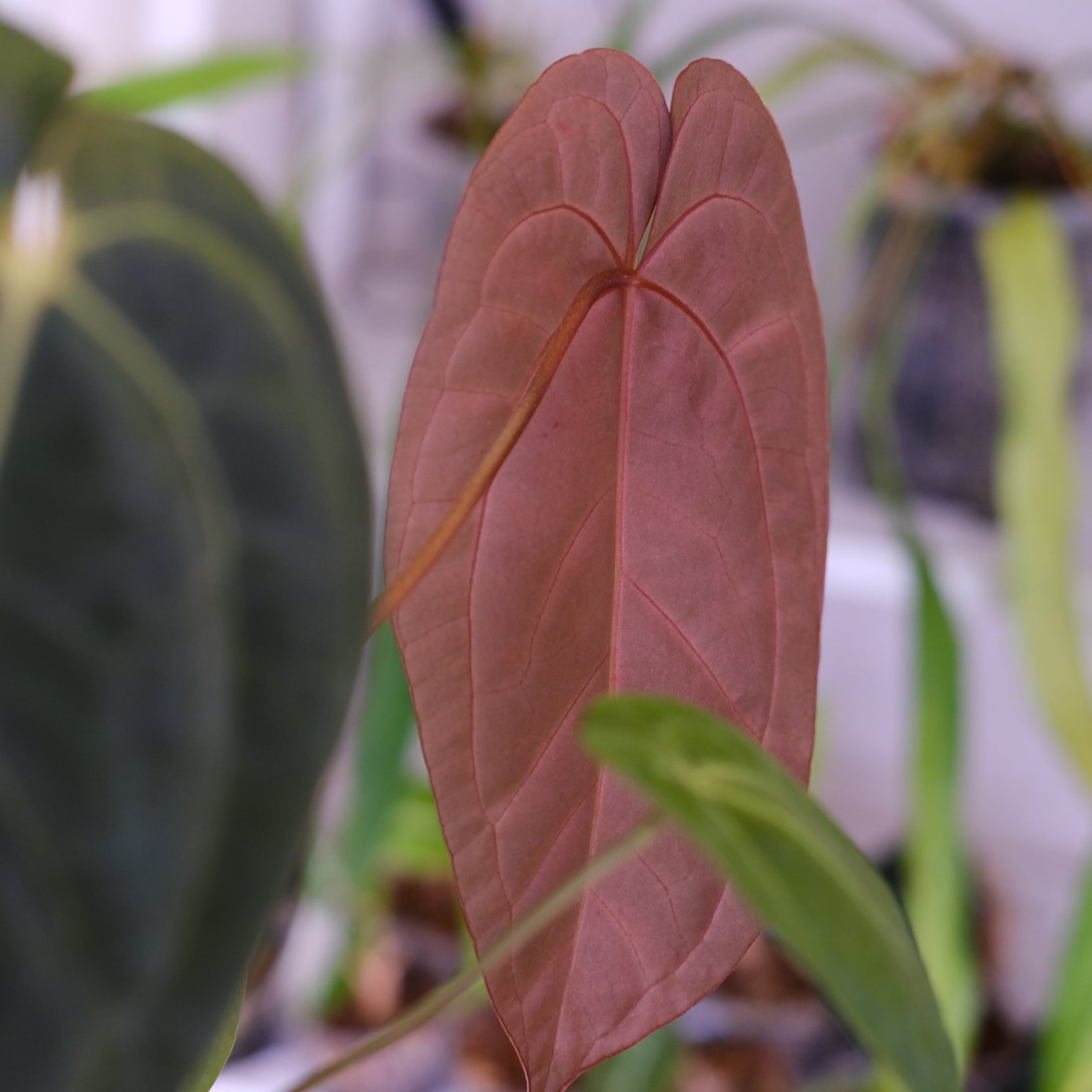 Anthurium Papillilaminum Guna Yala x Forgetii Dark⑥│観葉植物
