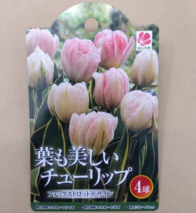 球根 葉も美しい チューリップ 【フォックストロットデザイン】ya