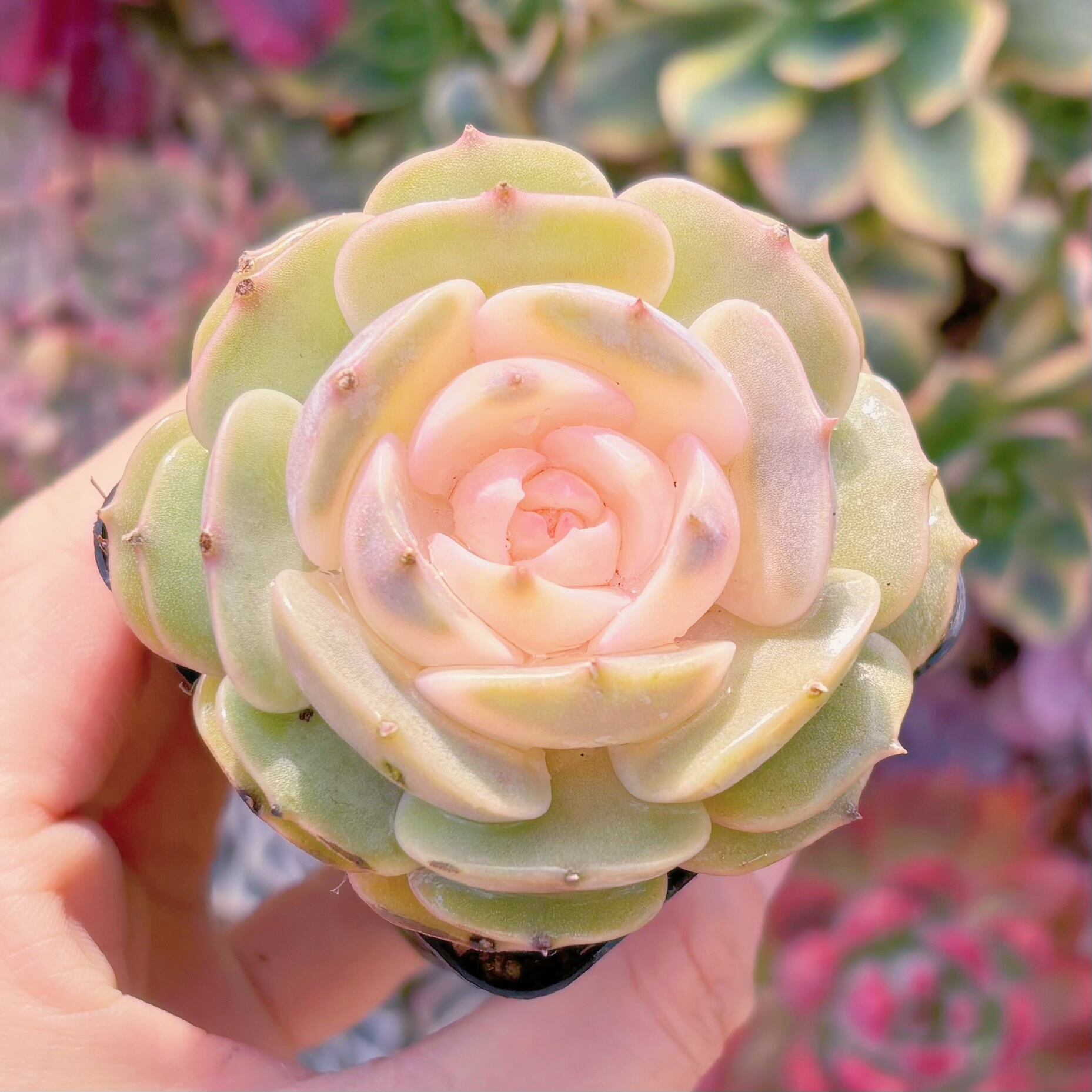 現品　ローラ錦#A17　るる農園