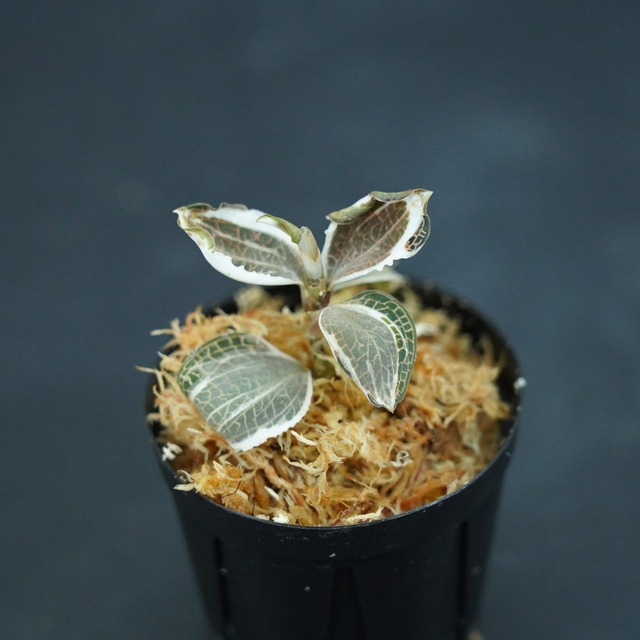 ◆現品◆アネクトキルス ロクスバギー バリエガータ（斑入り）【ジュエルオーキッド宝石蘭】#667