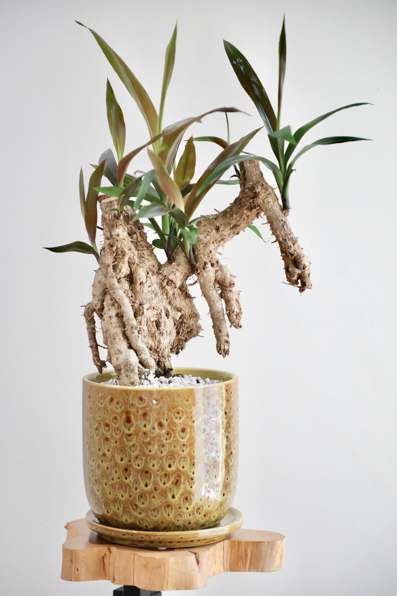 M】コルジリネ ストリクタ/Cordyline ※陶器鉢付き | 【厳選植物・器