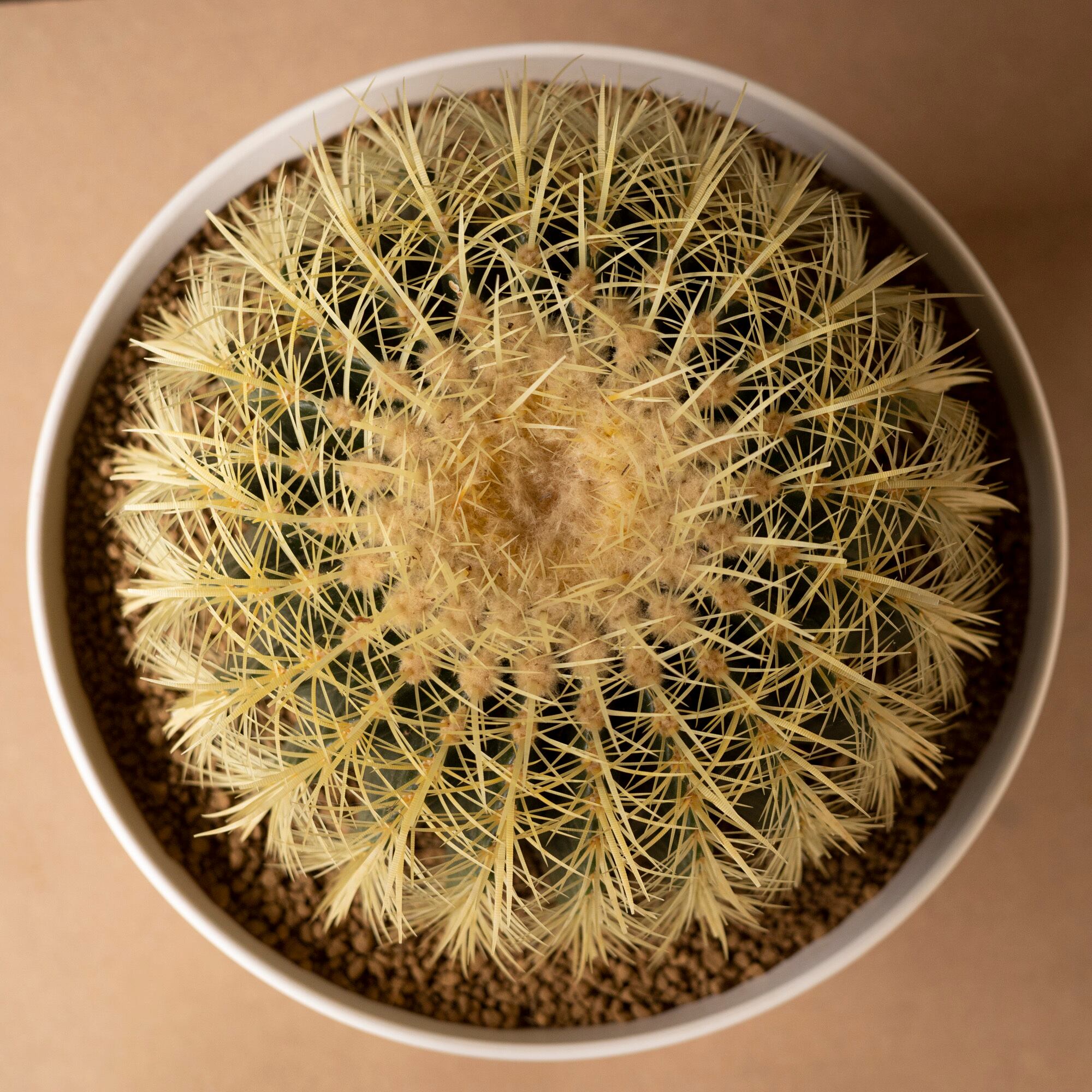 金鯱 サボテン Kinsyachi Echinocactus grusonii 特大 36cm フレグラー