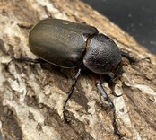 【WD】《イフガオアトラス 80mmUP ペア》