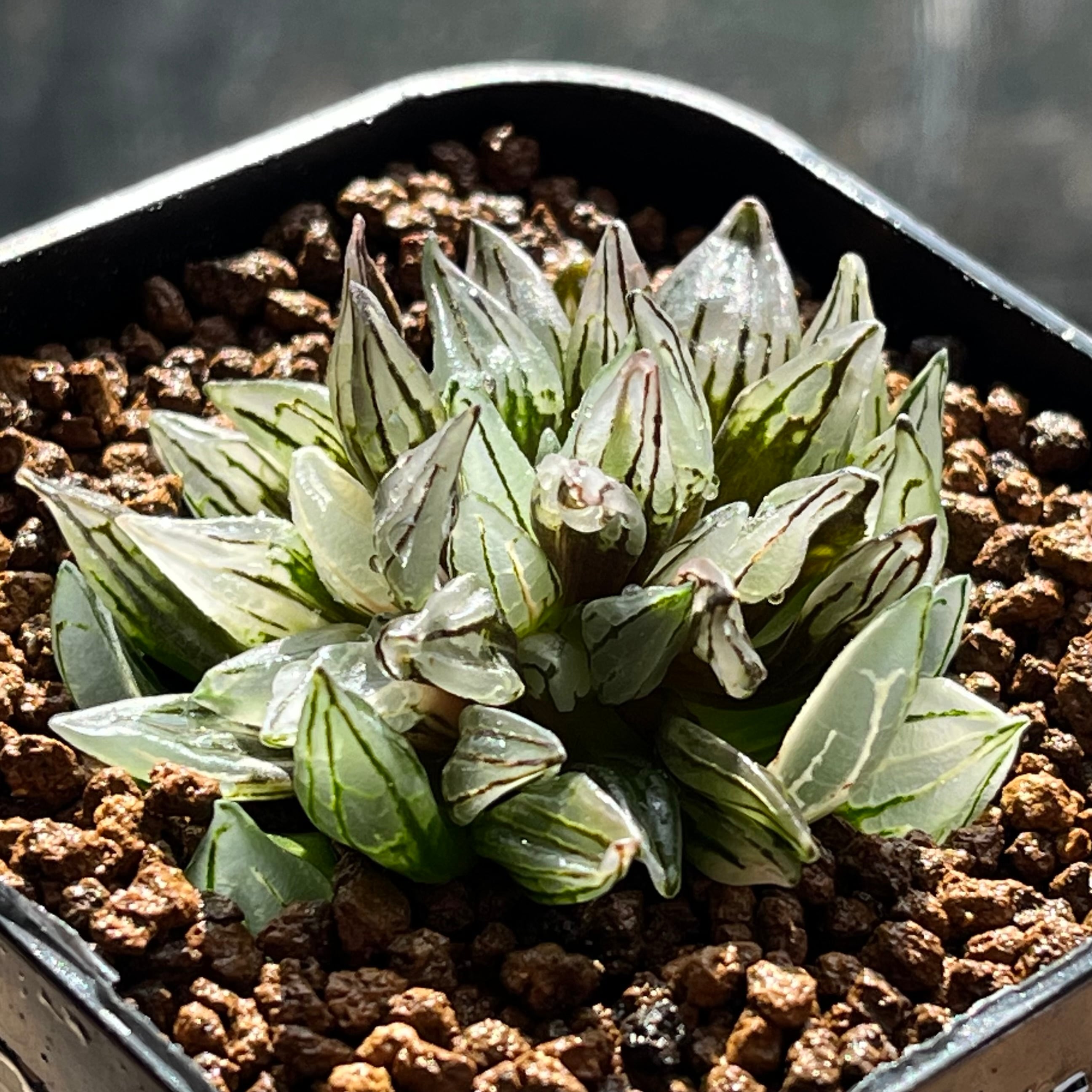 ハオルチア アトロフスカミュータント錦 | mocono_plants