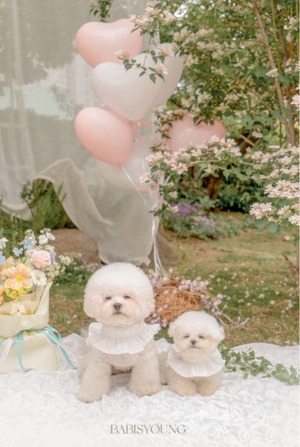 予約【pecoramou select】Sucre harness