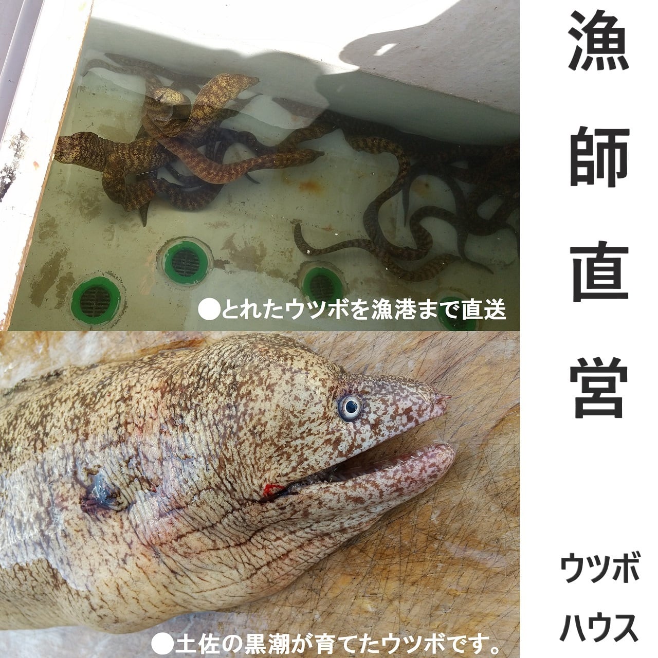 うつぼ干物 冷凍便 300g 高知名物 ウツボハウス土佐黒潮オンラインショップ