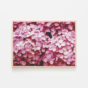 ピンク色のアジサイ / アートポスター 写真 2L〜 カラー 白黒 アートプリント 横長 自然 花 フラワー ピンク 紫陽花 あじさい