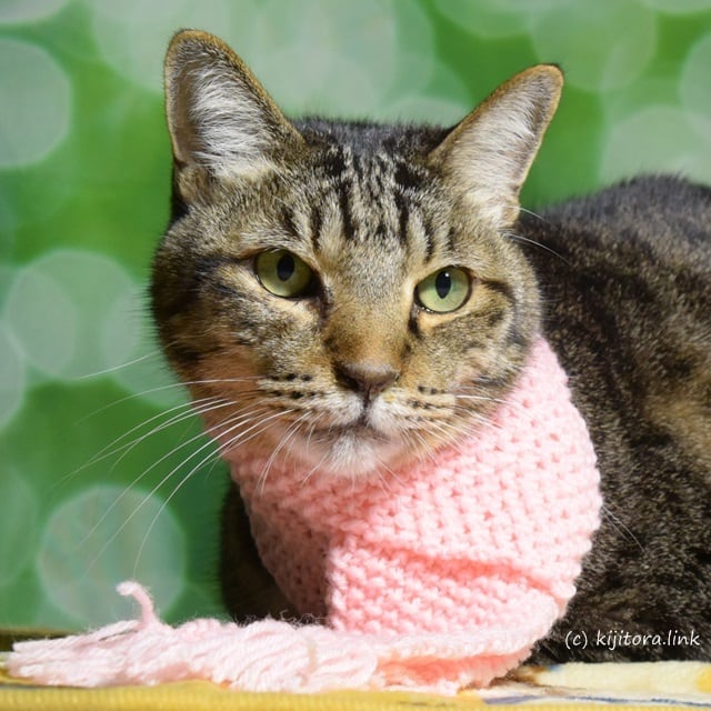猫専用マフラー：みゃふら～（手編み：ピンク色） | OIDENYAI