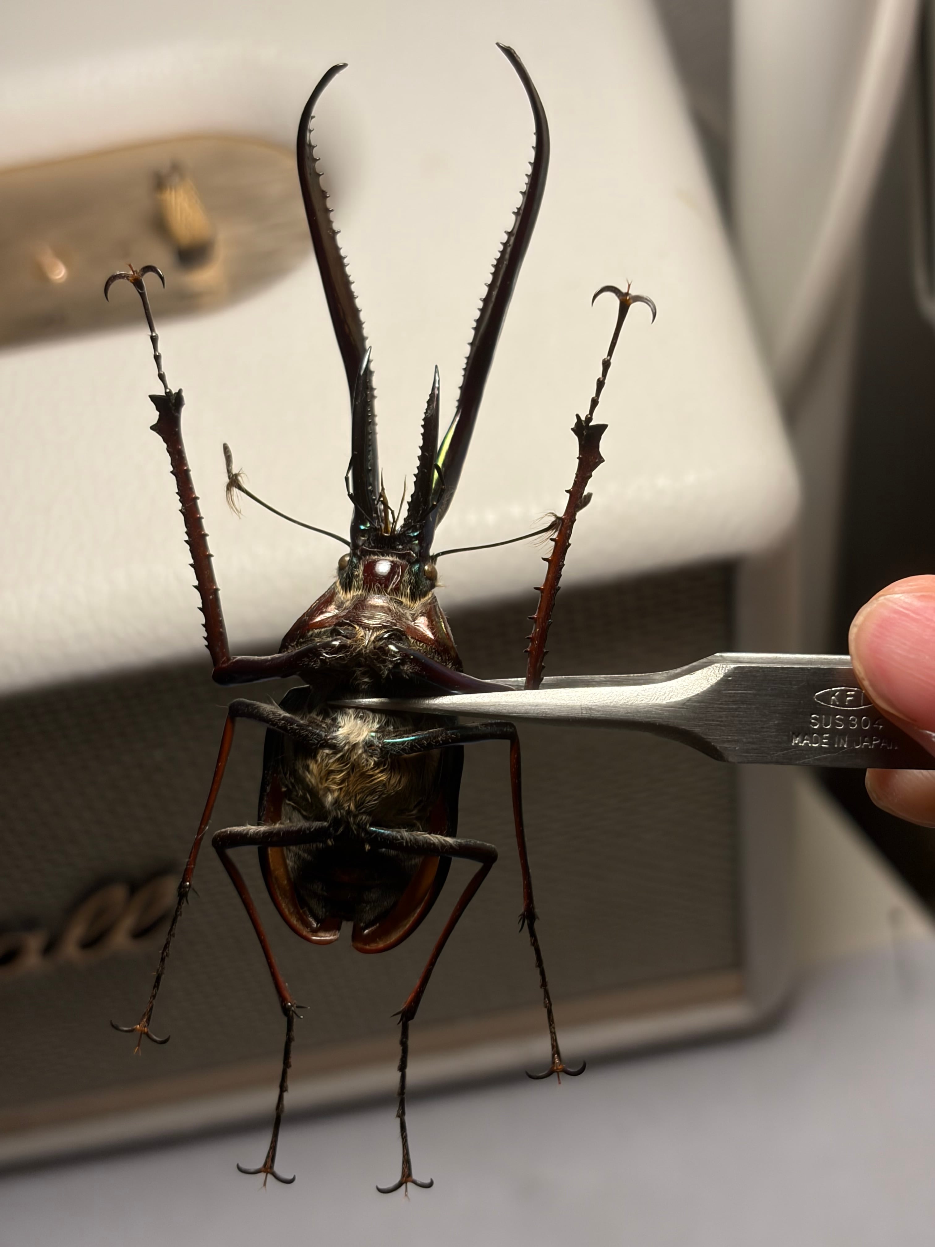 86mm】チリクワガタ メタリフェルホソアカクワガタ Wild 昆虫標本