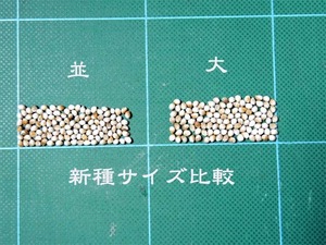 日本ムラサキの種 MSp（大）1袋  （100粒入り）
