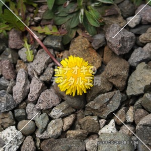 砂利の上の一輪のタンポポ 【F_266】 A single dandelion on the gravel