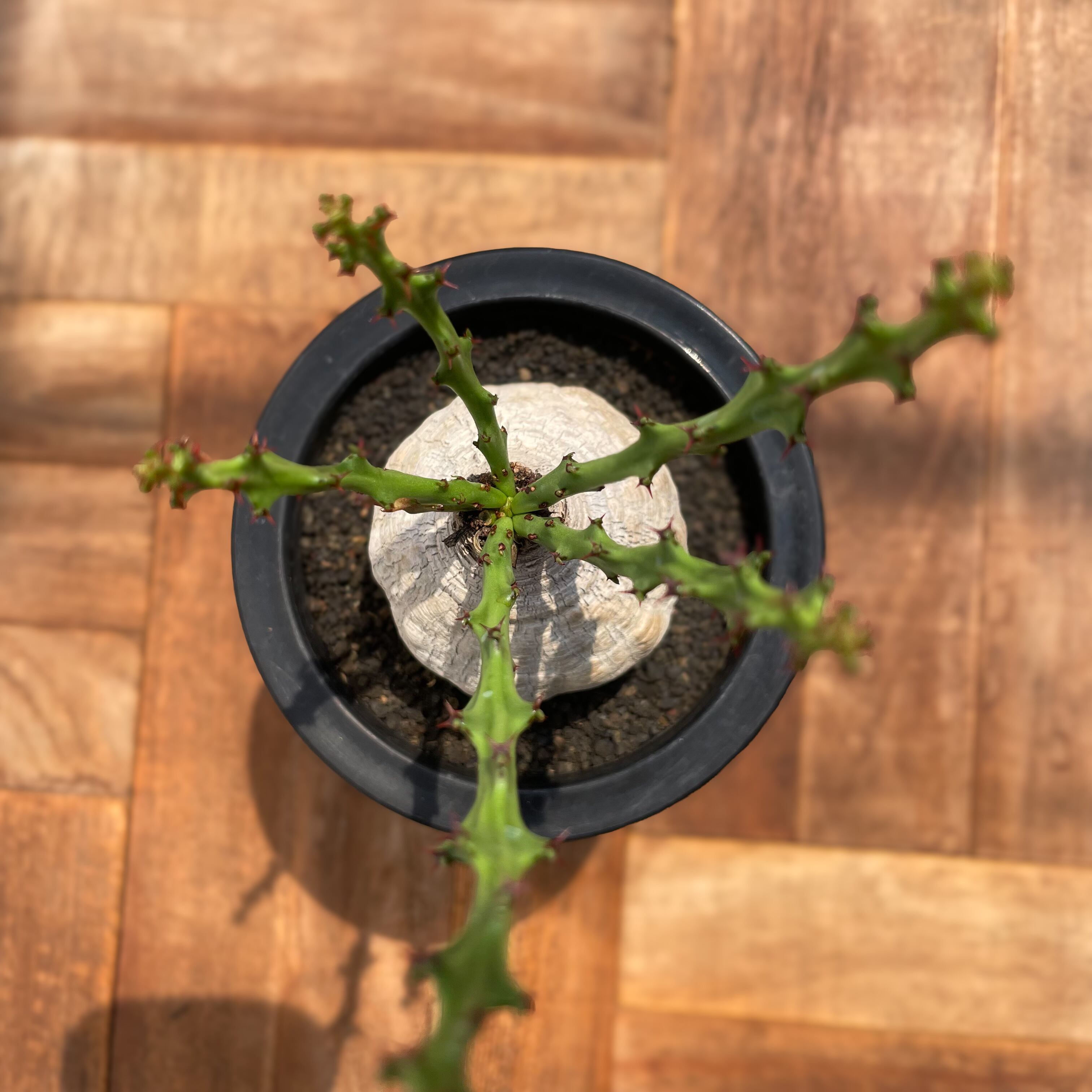 Euphorbia decidua【ユーフォルビア・デシドゥア・蓬莱島】 | RIMO'S