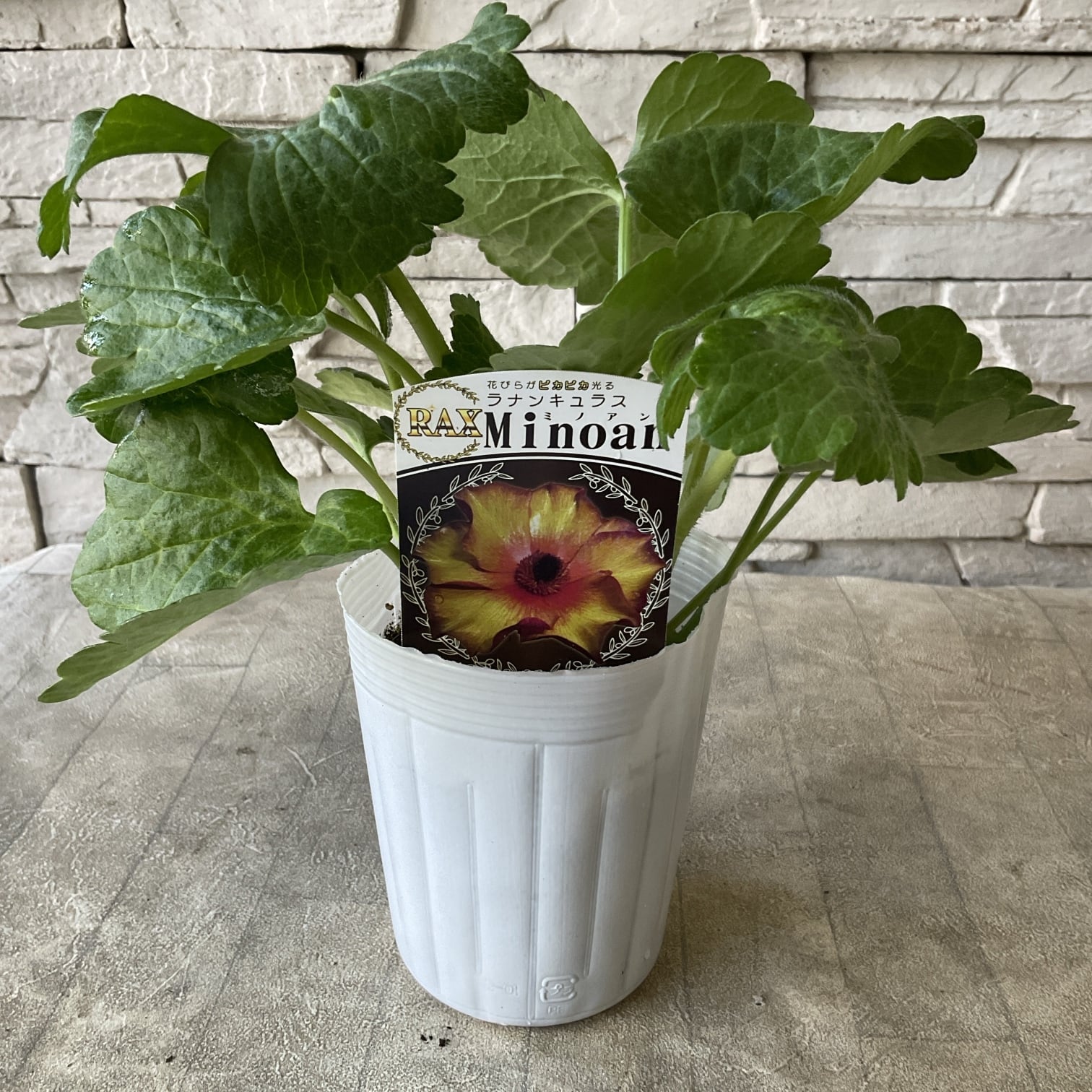 ラナンキュラス ラックス 選べる17種 | 橋本種苗園