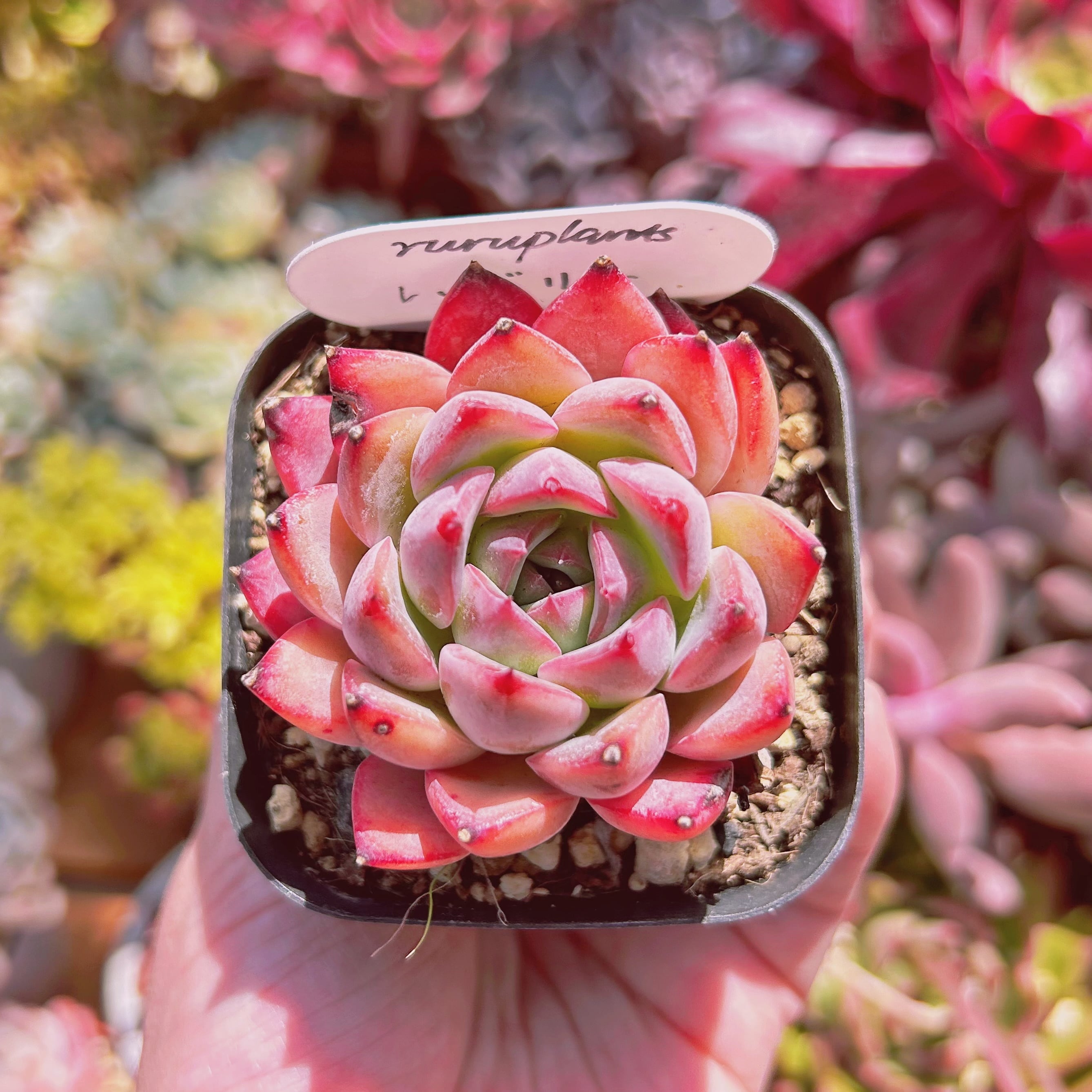 #076現物　多肉植物　レッドリリー