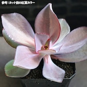 抜き苗 ルブロマルギナータ Echeveria rubromarginata