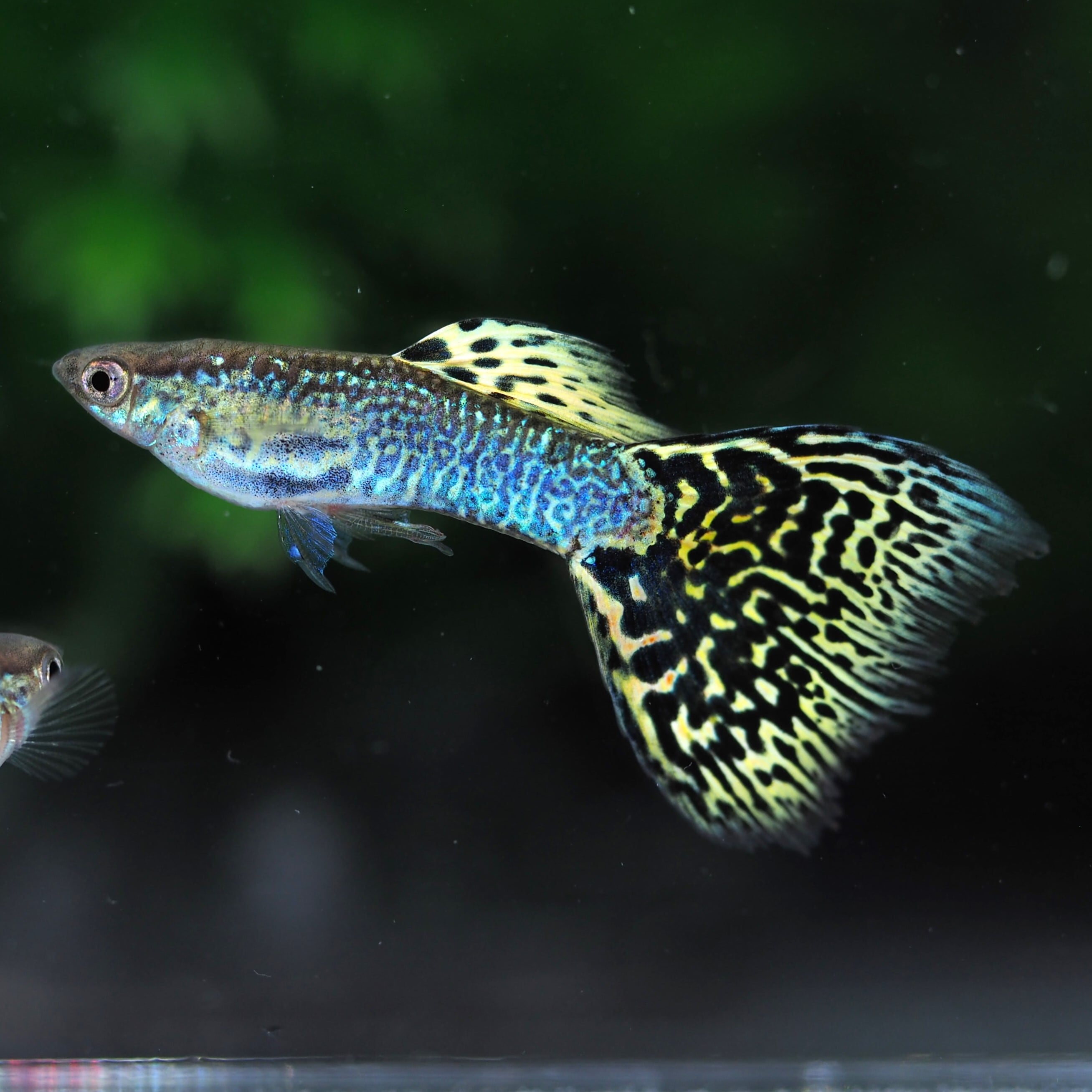 キングコブラHD系　２水槽分　(リボン含む) キングコブラ | 熱帯魚 キングコブラのリボン化 水槽 ペアの通信販売。(熱帯魚・水草